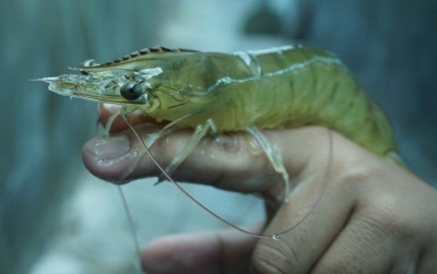 uploads/news/2022/04/kkp-indukan-udang-ungu-69612d83f9a3c38_400.jpeg