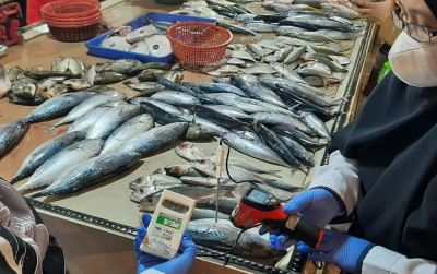 uploads/news/2022/04/kkp-pastikan-stok-ikan-28048c9539c81de_400.jpeg