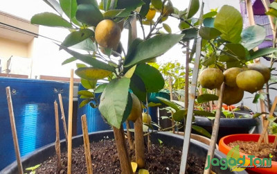 uploads/news/2022/04/memetik-lemon-dari-pohon-206492e04d06f96_400.jpg