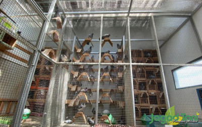 uploads/news/2022/04/mengenal-merpati-pos-burung-1593792b1b18732_400.jpeg