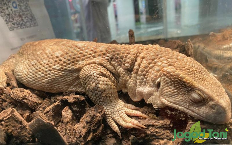 uploads/news/2022/04/mengenal-savannah-monitor-kadal-356852ed53d65c1.jpeg