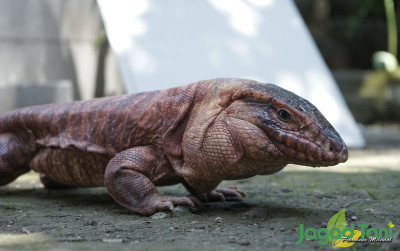 uploads/news/2022/04/mengenal-tegu-kadal-terbesar-7847473ea675f4a_400.JPG
