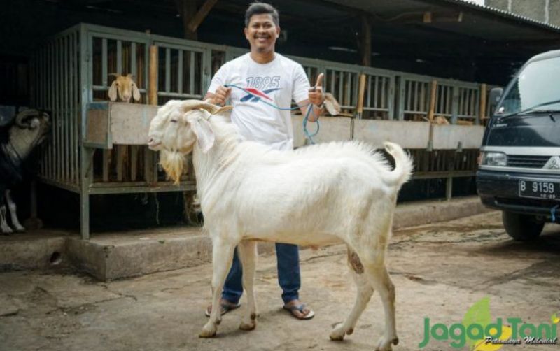 uploads/news/2022/04/penjualan-kambing-meningkat-jelang-1907785c1b32d97.jpg