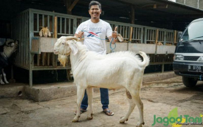 uploads/news/2022/04/penjualan-kambing-meningkat-jelang-1907785c1b32d97_400.jpg