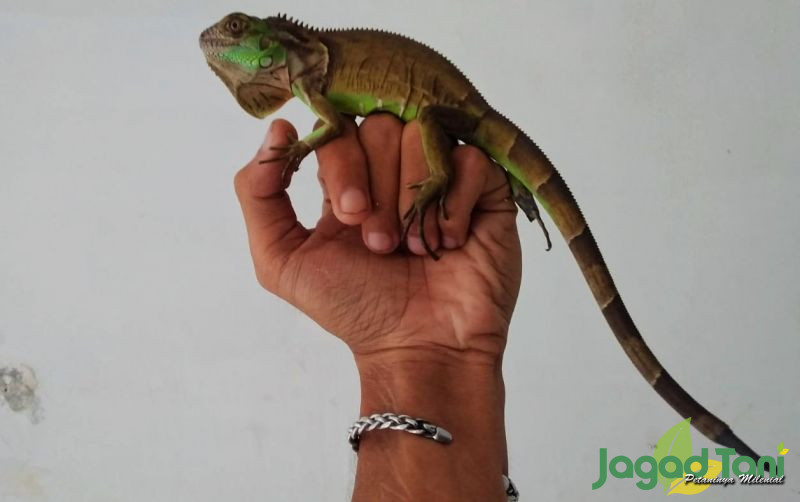 uploads/news/2022/04/penyebab-dan-menangani-ekor-354104e8cc71a12.jpg