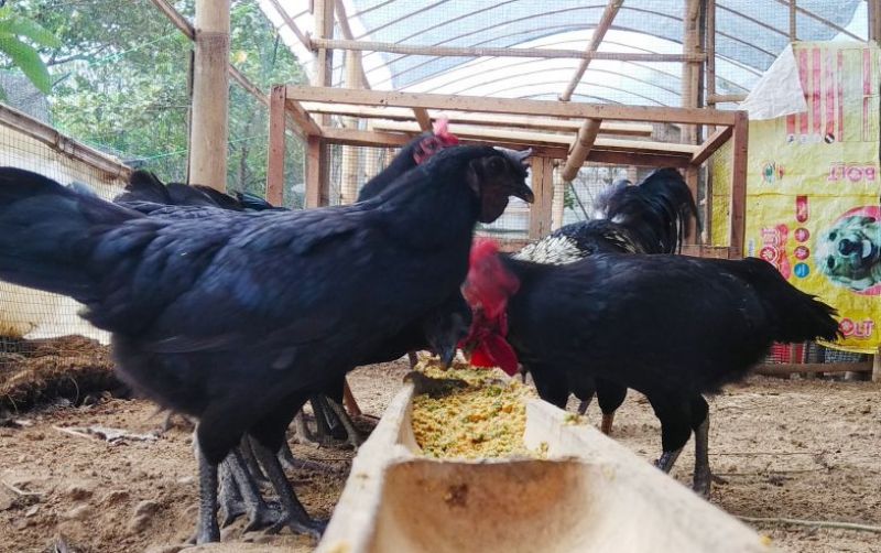 uploads/news/2022/04/proses-pemilihan-pakan-agar-91769224bbc36b2.jpg
