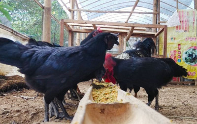 uploads/news/2022/04/proses-pemilihan-pakan-agar-91769224bbc36b2_400.jpg