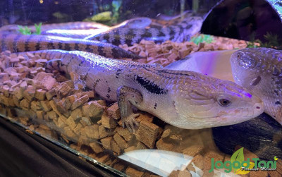 uploads/news/2022/04/reptil-yang-cocok-untuk-395314c1acd41b7_400.jpg