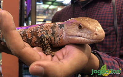 uploads/news/2022/04/terpukau-reptil-asli-papua-682623e81e6ca57_400.jpeg
