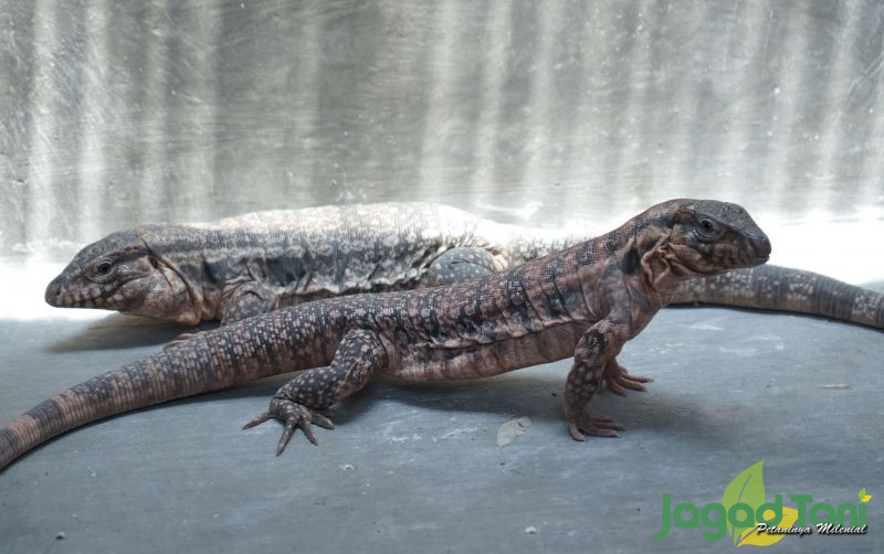 uploads/news/2022/04/tips-membedakan-tegu-jantan-4101119381ee9da.JPG