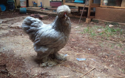 uploads/news/2022/05/bertahan-hidup-dari-ayam-3910482251fed74_400.jpeg