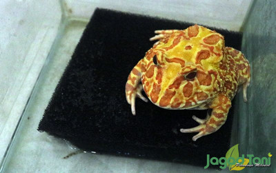 uploads/news/2022/05/cara-mudah-merawat-katak-473282472c12c5a_400.JPG