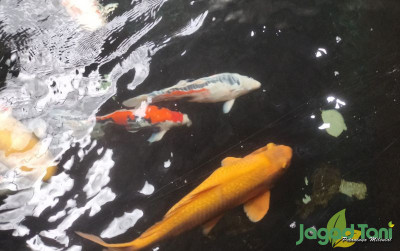 uploads/news/2022/05/indukan-ikan-koi-penentu-76531deb29475cb_400.jpg