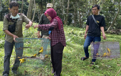 uploads/news/2022/05/kepodang-dan-raja-perling-62044ad767852b2_400.png