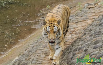 uploads/news/2022/05/libur-lebaran-ragunan-tembus-861192e43f257ce_400.jpeg