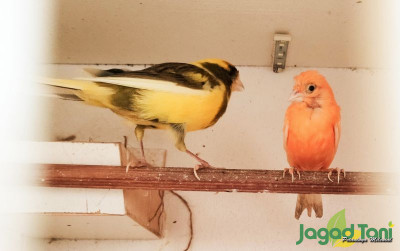 uploads/news/2022/05/memilih-indukan-burung-kenari-703333437ace3d6_400.jpg