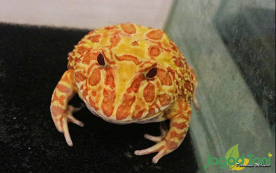 uploads/news/2022/05/mengenal-pacman-si-katak-81418cd1511997d_400.jpg