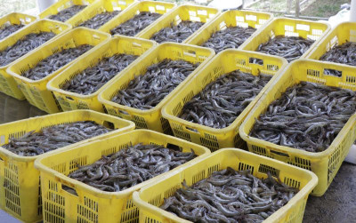 uploads/news/2022/05/panen-udang-vaname-tandai-6551611680d24e2_400.jpeg