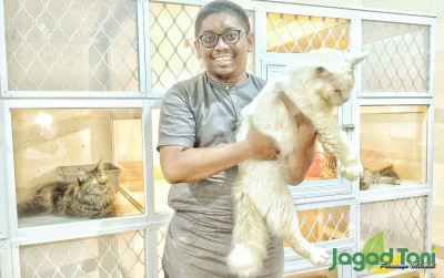 uploads/news/2022/05/rumah-maine-coon-andalkan-175693289bd81ef_400.jpg