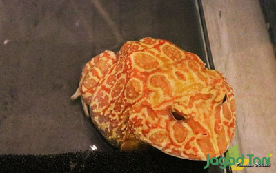 uploads/news/2022/05/ternyata-katak-pacman-juga-31596ed06d089cf_400.jpg