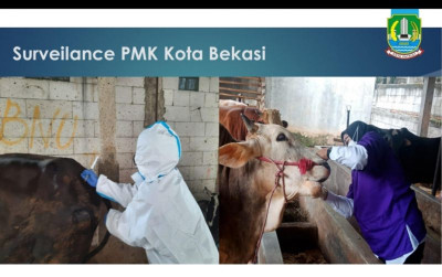 uploads/news/2022/06/26-kasus-pmk-bekasi-87126d2b1357df4_400.jpg