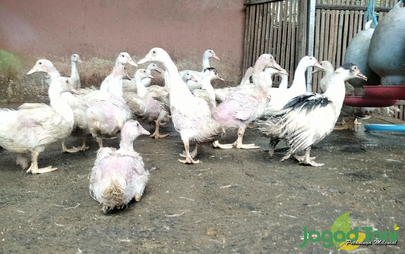 uploads/news/2022/06/ds-entok-s-farm-bukan-1334688e81d4fa1.jpg