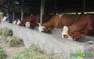 uploads/news/2022/06/kandang-ternak-terintegrasi-makin-18466e799d8eca5_400.jpg