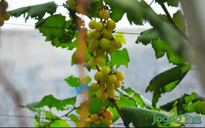 uploads/news/2022/06/memetik-buah-anggur-di-90348e358b7bd5b_400.jpg