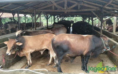 uploads/news/2022/06/pemerintah-atur-lalu-lintas-4134776f583b246_400.jpg