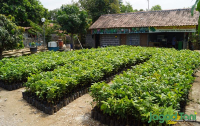 uploads/news/2022/06/penangkar-bibit-tanaman-buah-57316e683169e0e_400.jpeg