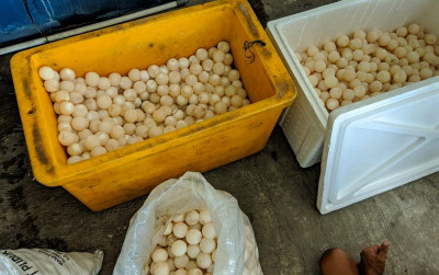 uploads/news/2022/06/penyelundupan-telur-penyu-sisik-26242563e8f205e_400.jpg