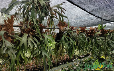uploads/news/2022/06/simbar-menjangan-jadi-andalan-8403345a18f23b8_400.jpg