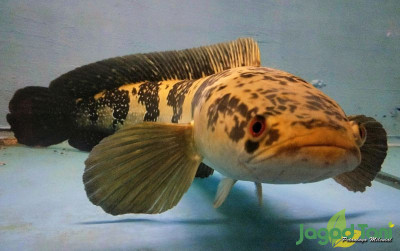 uploads/news/2022/06/surga-ikan-channa-maruliodes-53176645eef4064_400.jpg