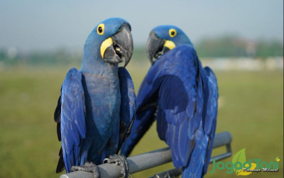 uploads/news/2022/07/3-jenis-macaw-populer-69939a7a674251a_400.jpeg