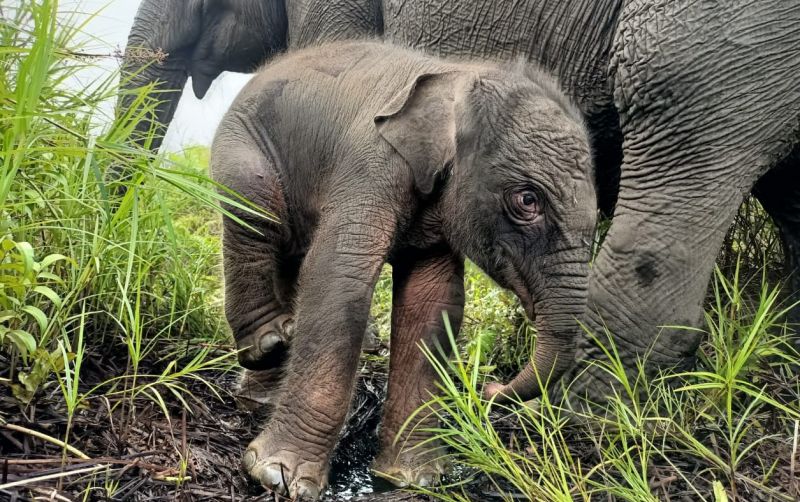 uploads/news/2022/07/bayi-gajah-lahir-jelang-96651d566d052e7.jpeg
