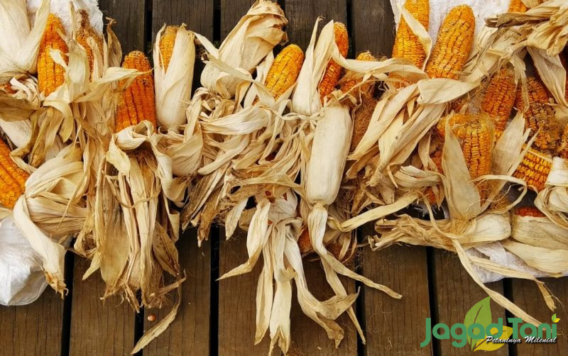 uploads/news/2022/07/menanam-jagung-dari-jemur-32907386dd59aae.jpg