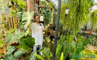 uploads/news/2022/07/skgarden-bussinies-family-tanaman-70048ef7ab7829c_400.jpeg