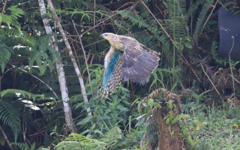 uploads/news/2022/07/tnghs-tanam-pohon-dan-889919ba1d734a1.jpeg