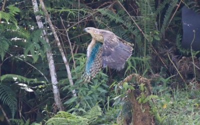 uploads/news/2022/07/tnghs-tanam-pohon-dan-889919ba1d734a1_400.jpeg