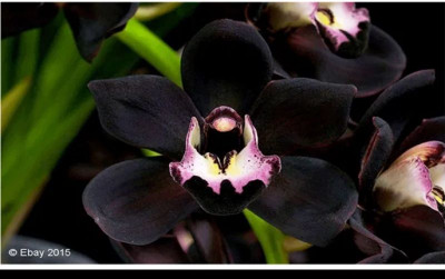 uploads/news/2022/08/anggrek-hitam-bunga-eksotik-97722d5fae34f0e_400.png
