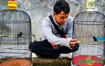 uploads/news/2022/08/cara-alami-obati-burung-24683e0445a1d5c_400.jpg