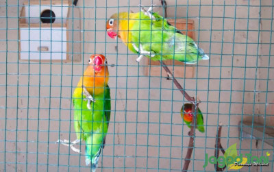 uploads/news/2022/08/cara-bedakan-lovebird-jantan-53060837cd64d4f_400.jpg
