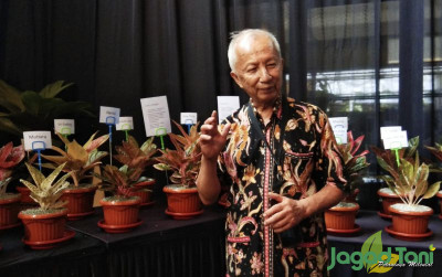 uploads/news/2022/08/greg-hambali-maestro-aglaonema-662262562742dcf_400.jpg