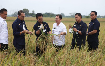 uploads/news/2022/08/hasil-survey-stok-beras-36771770d825202_400.jpg
