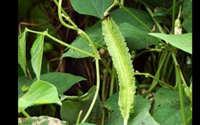 uploads/news/2022/08/kecipir-kacang-tunggak-pendamping-kedelai-57519be969660de_400.jpg