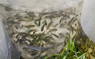 uploads/news/2022/08/kkp-jaga-populasi-ikan-59473e2fea6def8_400.jpeg