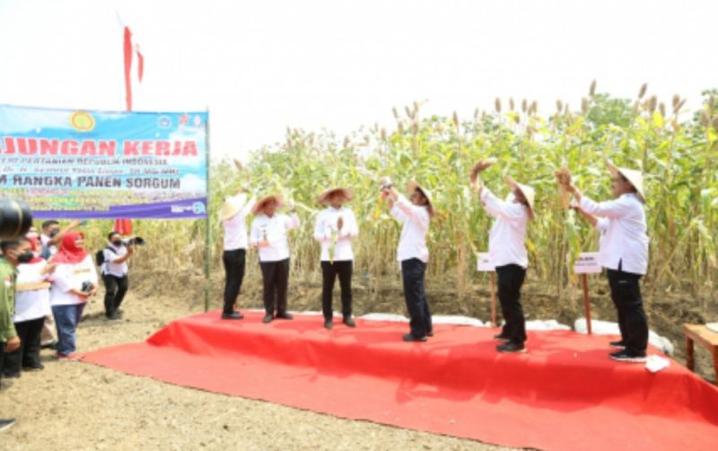 uploads/news/2022/08/mentan-syl-sorgum-tanaman-7195248104a4456.jpg