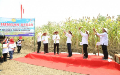 uploads/news/2022/08/mentan-syl-sorgum-tanaman-7195248104a4456_400.jpg