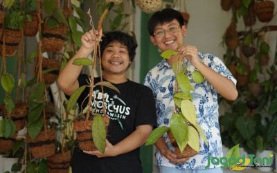 uploads/news/2022/08/tips-budidaya-hoya-tanaman-821788d871fd6ed_400.jpeg