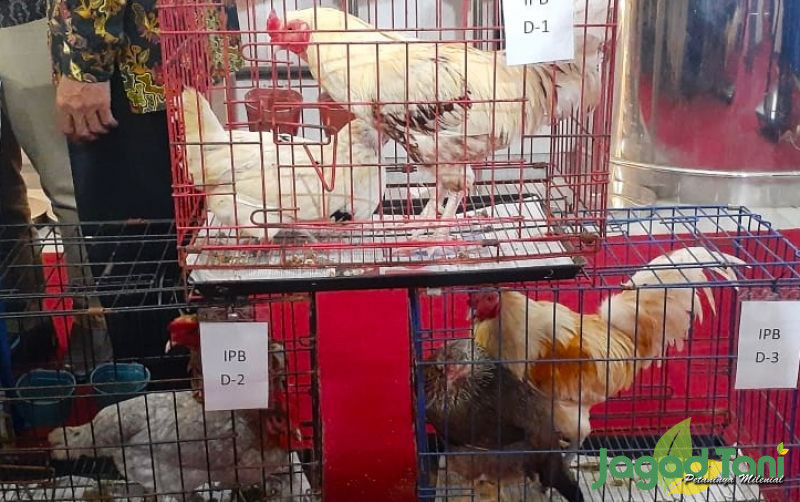 uploads/news/2022/08/upgrade-keunggulan-ayam-antioksidan-57625e4634db584.jpg